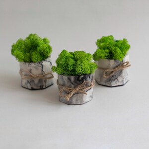Handmade Preserved Moss Planter Set – Minimalist Plaster Decor, Scandinavian Style Pots