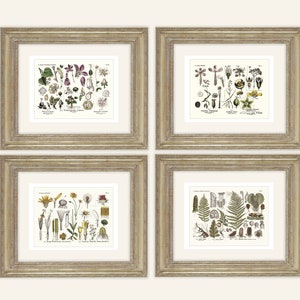 4 Print Set of Botanical Educational Chart Naturalist Study Archival Prints on Watercolor Paper