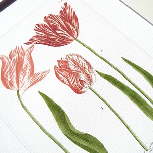 May include: A vintage botanical illustration of three tulips with red and white striped petals. The tulips are drawn with fine detail and have green stems and leaves.