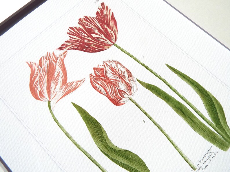 May include: A vintage botanical illustration of three tulips with red and white striped petals. The tulips are drawn with fine detail and have green stems and leaves.