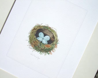 Bird Nest with Pale Blue Speckled Eggs Naturalist  Drawing Archival Quality Print