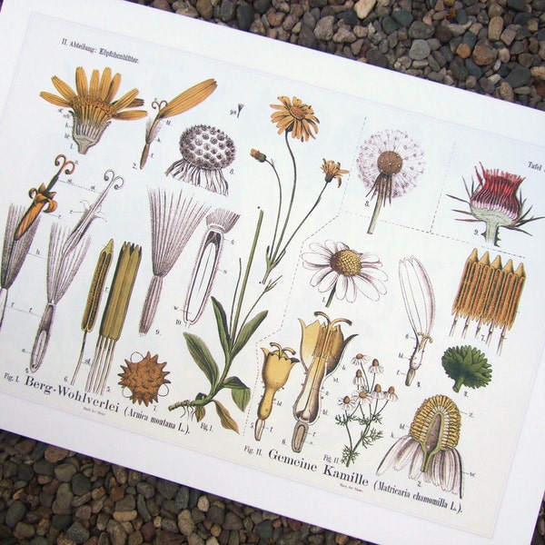 Botanische pädagogische Diagramm von Löwenzahn und Kamille Archival Print