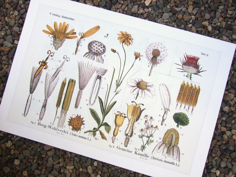 Botanical Educational Chart of Dandelion and Chamomile Archival Print image 1