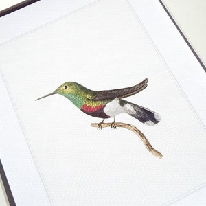 Hummingbird 4 in Emerald Green, Fuchsia & Navy Naturalist Drawing Archival Print on Heavy Watercolor Paper