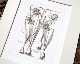 May include: A black and white botanical illustration of daffodils with the text "TAB. CLXVI" and "Narcissus flore pleno variegato" in the upper right corner.