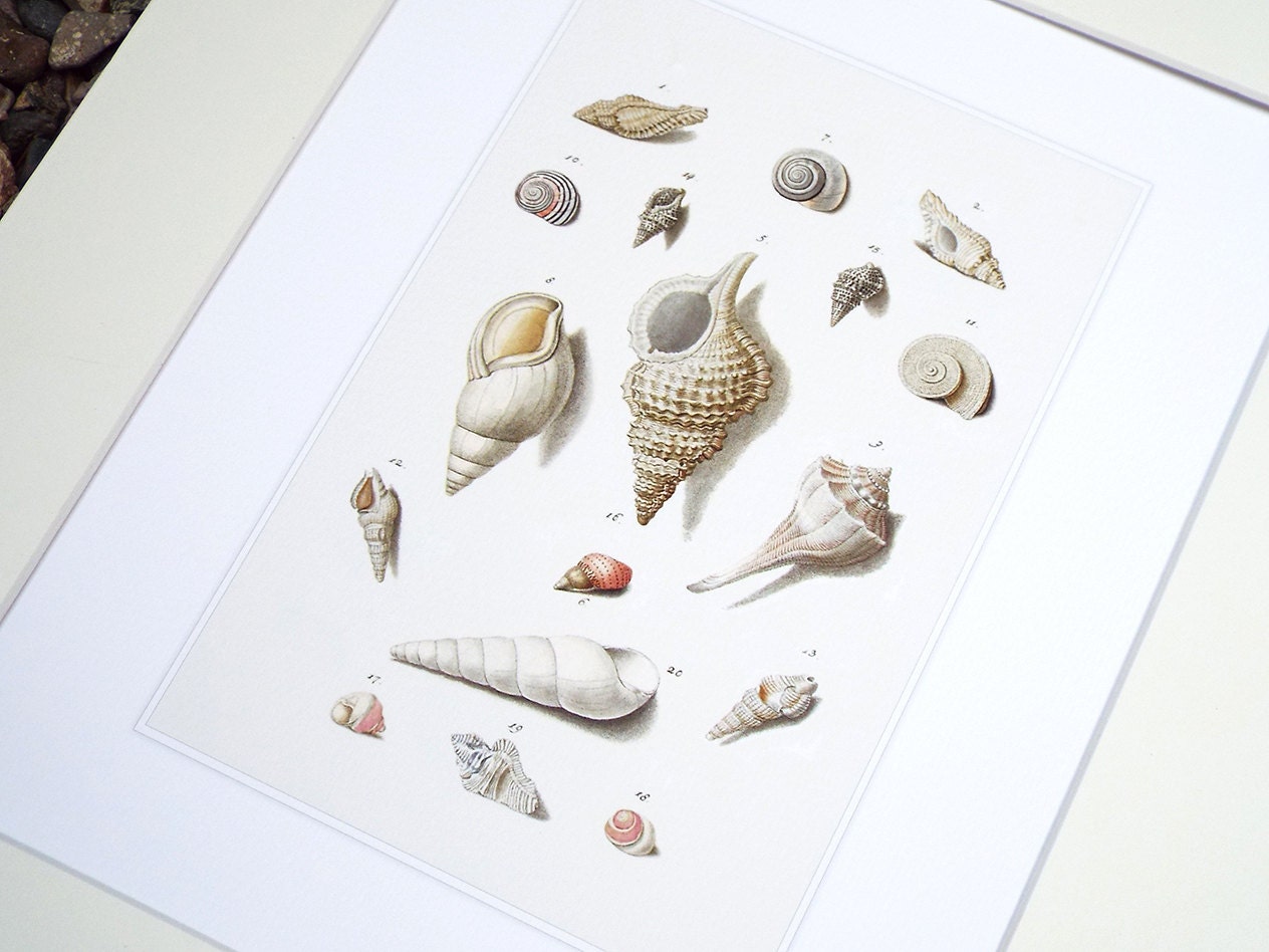 Sea Shell Collection Art Print: Pale Pink Naturalist Study - Etsy