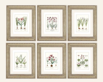 May include: Six framed botanical prints featuring illustrations of various flowers, including pink and white tulips, white daffodils, and pink carnations. The prints are set against a white background.