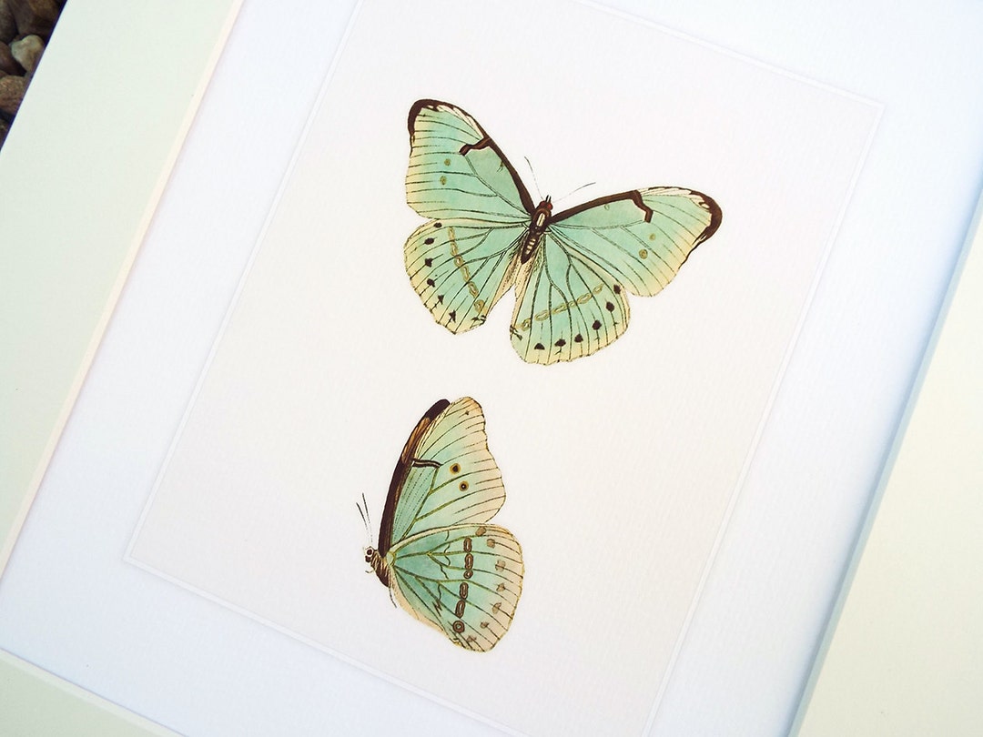 Pale Green Butterfly Naturalist Study Archival Print Etsy