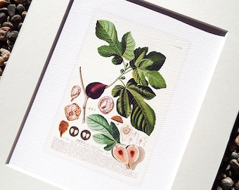 Fig Fruit Botanical Naturalist Collection Archival Print on Watercolor Paper