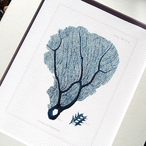 Navy Blue Sea Coral Fan 2 Naturalist Collection Archival Print on Watercolor Paper
