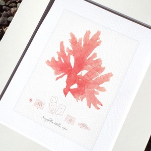 Pink Seaweed Sea Kelp 4 Archival Print on Watercolor Paper