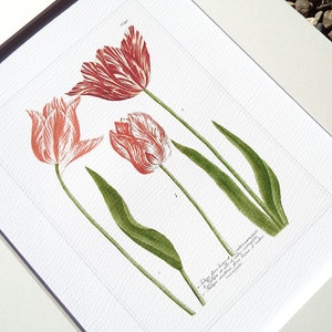 May include: A vintage botanical illustration of three red and white tulips with green leaves. The image includes the text "Tulipa flore longo et rubro striato, foliis glaucis, ad basin latioribus, ad apicem acuminatis. Tulipa striata flore rubro, foliis glaucis."