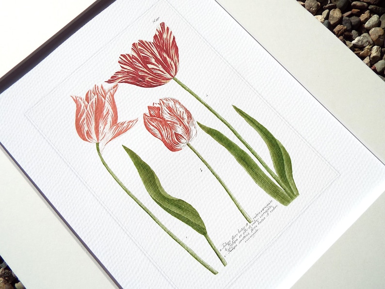 May include: A vintage botanical illustration of three red and white tulips with green leaves. The image includes the text "Tulipa flore longo et rubro striato, foliis glaucis, ad basin latioribus, ad apicem acuminatis. Tulipa striata flore rubro, foliis glaucis."