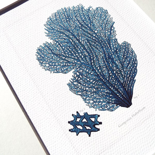 Navy Blue Sea Coral Fan 4 Naturalist Collection Archival Print on Watercolor Paper