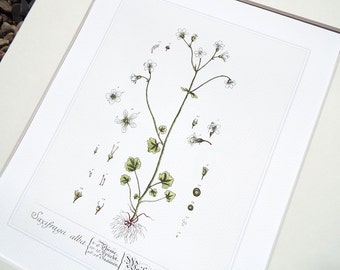 Op de afbeelding: Een ingelijste botanische prent van Saxifraga alba, met een gedetailleerde illustratie van de stengel, bladeren, bloemen en het wortelstelsel van de plant. Het kunstwerk is in een klassieke stijl met groene, witte en bruine tinten, tegen een witte achtergrond.