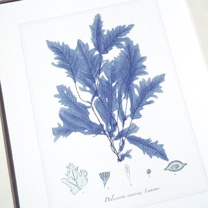 Navy Blue Seaweed Sea Kelp 1 Archival Print on Watercolor Paper