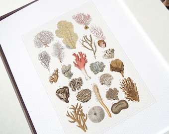 Coral Specimen Collection in Pinks, Naturals and Grays Archival Quality  Print