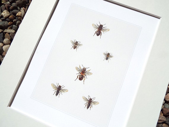Bee Collection 3 Naturalist Study Archival Print on Watercolor