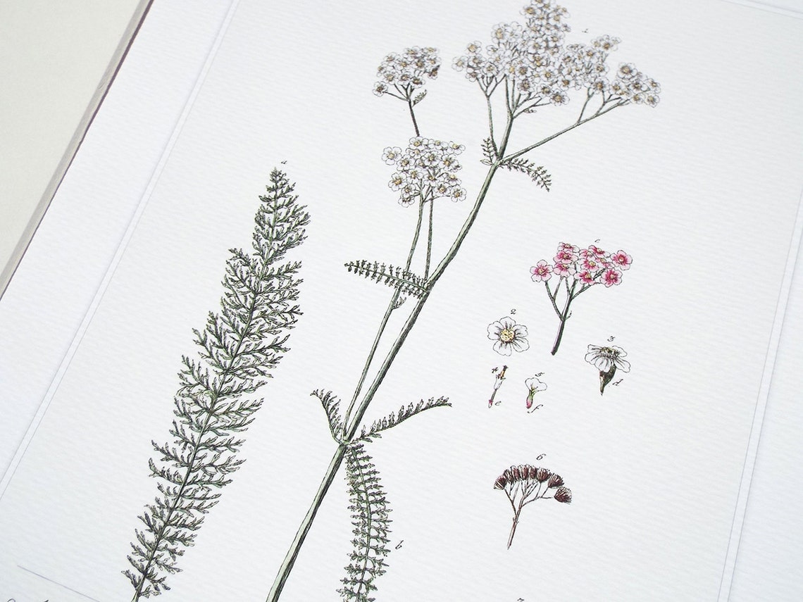 Yarrow Herb Botanical Illustration Archival Print on - Etsy