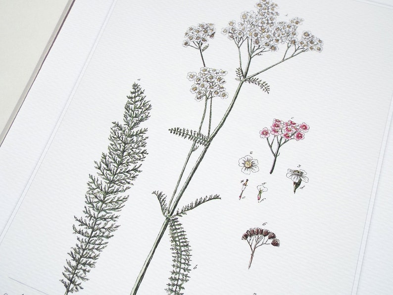 Yarrow Herb Botanical Illustration Archival Print on | Etsy