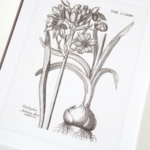 Botanical Art in Sepia 5 with Star-of-Bethlehem Flowering Bulb Archival Quality Print on Watercolor Paper