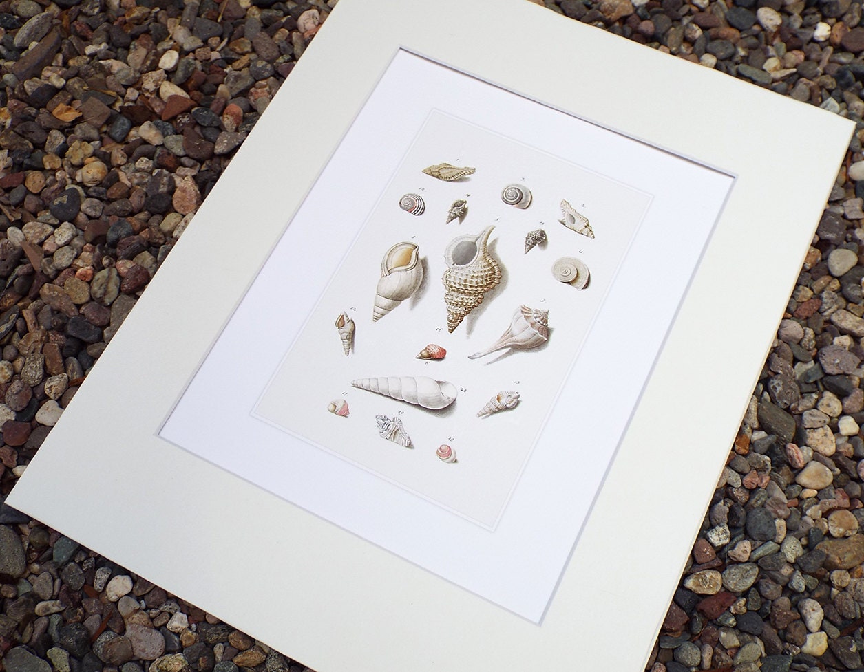 Sea Shell Collection Art Print: Pale Pink Naturalist Study - Etsy