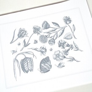 Collezione d'arte botanica 3 in grigio blu con Fritillaria, farfalle e insetti. Stampa di qualità d'archivio su carta per acquerello.
