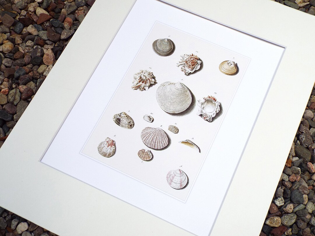 Sea Shell Collection 2 in Pale Pink, Taupe & Ivory Naturalist Study ...