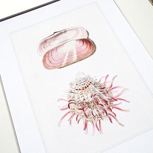 Dusty Pink & White Sea Shell Study 4 Archival Print on Watercolor Paper