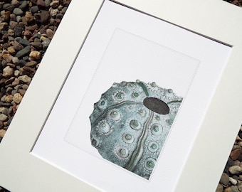 Sea Foam Blue Sea Urchin Archival Print