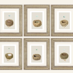 6 Set of Bird Nest & Pale Blue Egg Antique Naturalist Drawing Archival Quality Prints