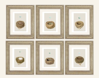 6 Set of Bird Nest & Pale Blue Egg Antique Naturalist Drawing Archival Quality Prints