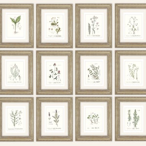 May include: Twelve framed botanical prints featuring various plants and flowers. Each print is in a gold frame with a white mat and features a detailed illustration of a different plant species. The prints are arranged in a grid pattern on a white wall.