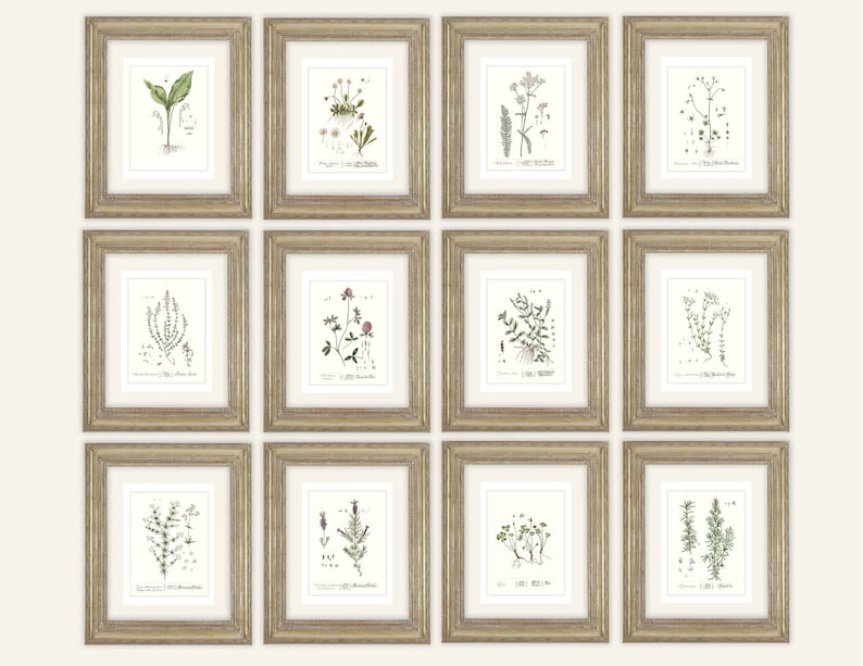 12 Set of Herb Botanical Illustration Archival Prints on Watercolor ...