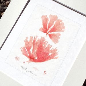 Pink Seaweed Sea Kelp 6 Archival Print on Watercolor Paper