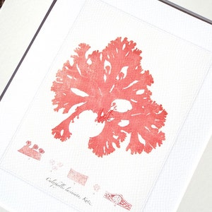 Pink Seaweed Sea Kelp 8 Archival Print on Watercolor Paper