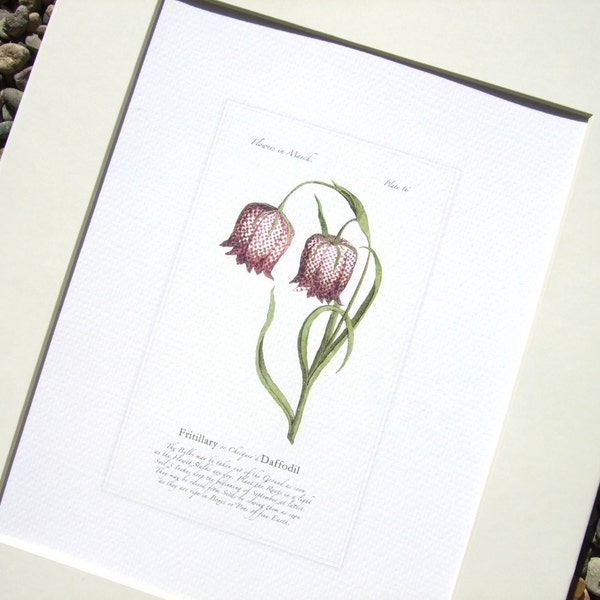 Botanical Illustration of a Spring Fritillary Flower Archival Quality Print