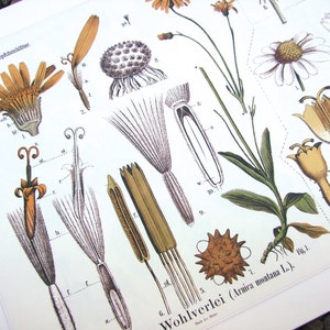 Botanical Educational Chart of Dandelion and Chamomile Archival Print image 4