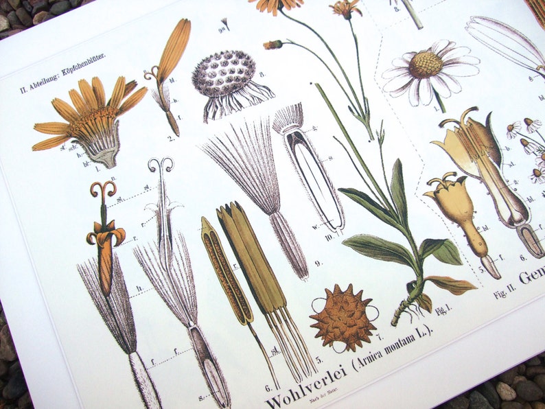 Botanical Educational Chart of Dandelion and Chamomile Archival Print image 4