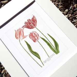 May include: A vintage botanical illustration of three red and white tulips with green stems and leaves. The illustration is framed in a white mat.