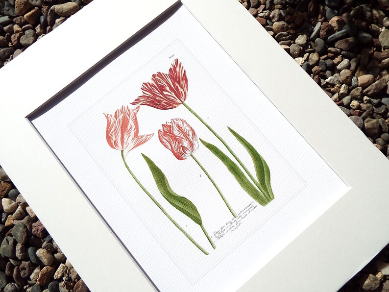 May include: A vintage botanical illustration of three red and white tulips with green stems and leaves. The illustration is framed in a white mat.