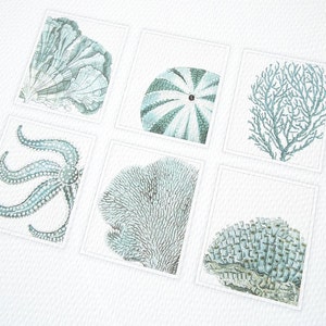 Pale Blue Sea Life Collection of Coral, Shell & Starfish Fine 8 X 10 Art Print image 4