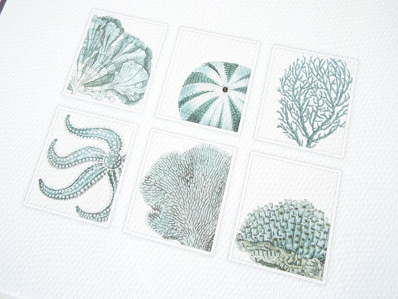 Pale Blue Sea Life Collection of Coral, Shell & Starfish Fine 8 X 10 Art Print image 4