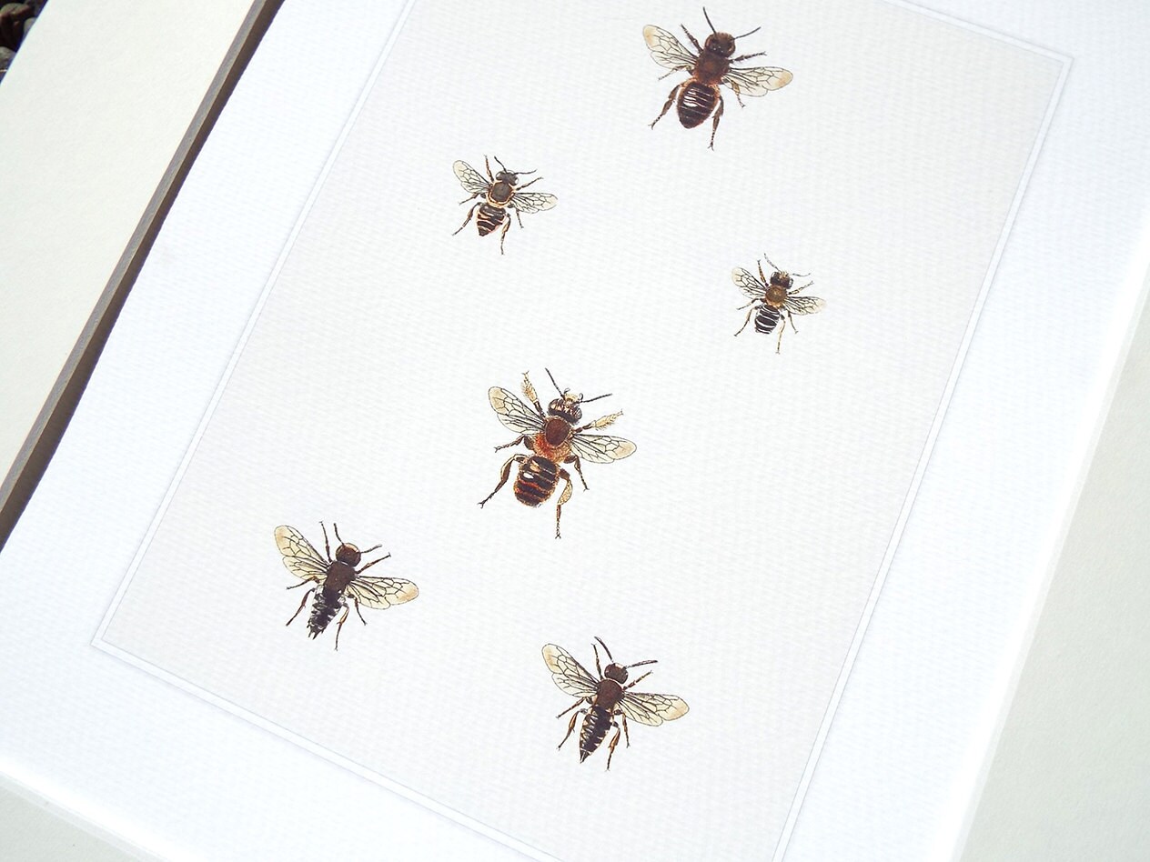 Bee Collection 3 Naturalist Study Archival Print on Watercolor