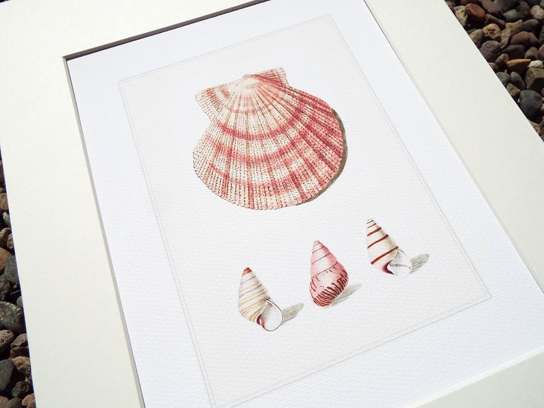 Dusty Pink & White Scallop and Sea Shell Study 10 Archival | Etsy