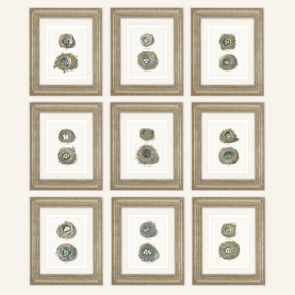 Set of 9 Two Set Bird Nest and Egg Archival Quality Prints on Watercolor Paper