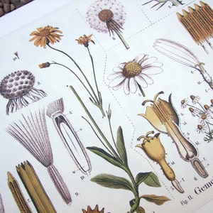 Botanical Educational Chart of Dandelion and Chamomile Archival Print image 5