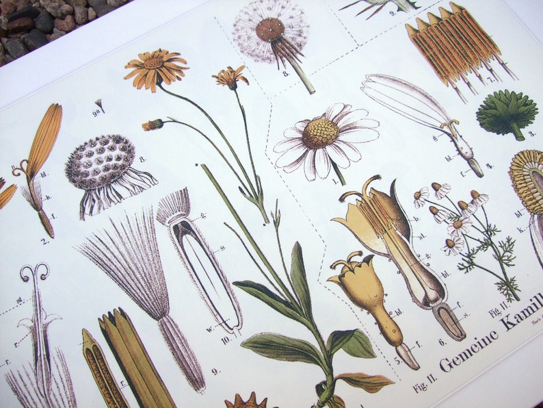 Botanical Educational Chart of Dandelion and Chamomile Archival Print image 5