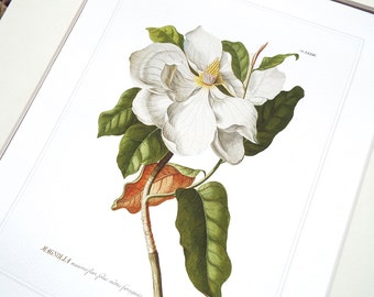 Magnolia Flower Botanical Illustration Archival Print on Watercolor Paper