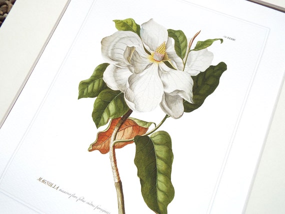 マグノリアの木　水彩画　ホワイト額入り マグノリアの花の植物イラスト、水彩紙にプリント - Etsy 日本